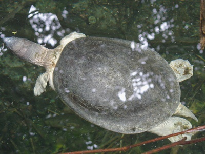 Northern River Terrapin