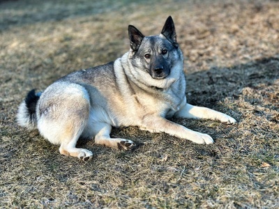 Norwegian Elkhound