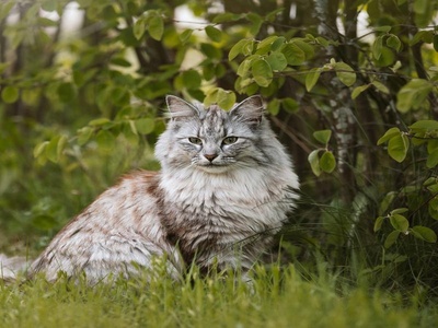 Norwegian Forest Cat