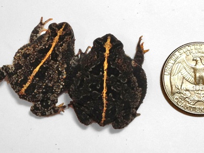 Oak Toad