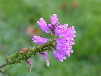 Obedient Plant