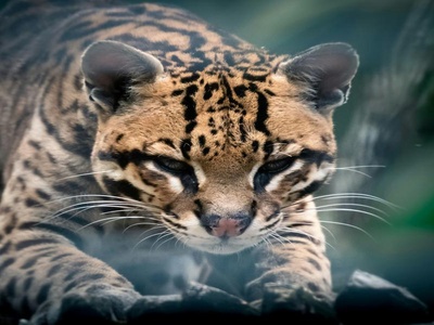 Ocelot