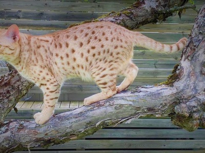 Ocicat