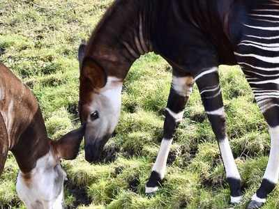 Okapi