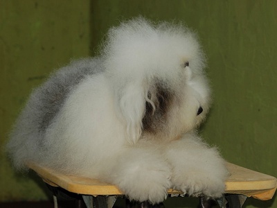 Old English Sheepdog