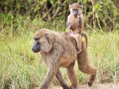 Olive Baboon