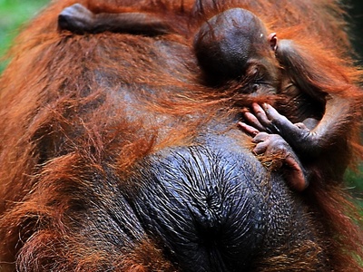 Orangutan