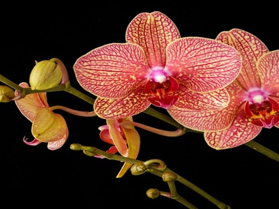 Orchid