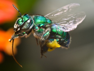 Orchid Bee