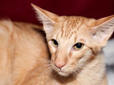 Oriental Longhair