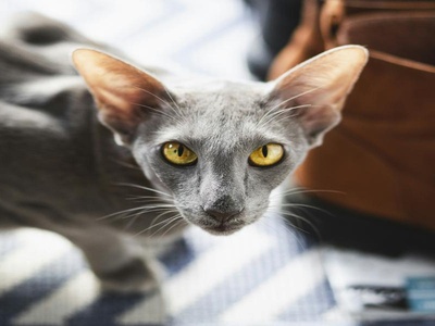 Oriental Shorthair
