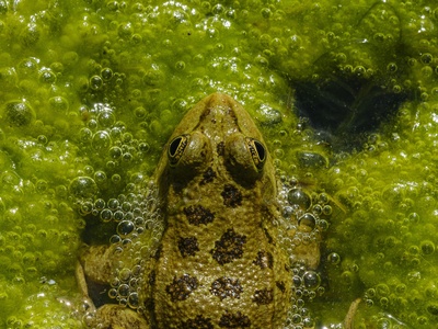 Ornate Chorus Frog