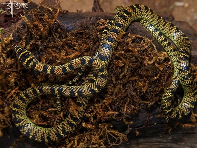 Ornate Flying Snake