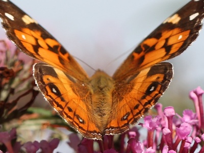 Painted Lady Butterfly