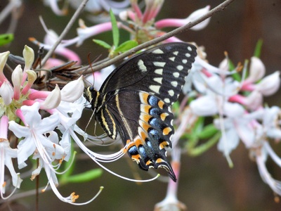 Palamedes Swallowtail