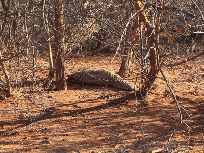 Pangolin (Ground Pangolin)