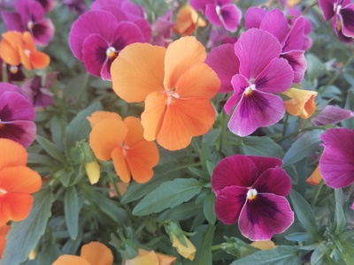 Pansy