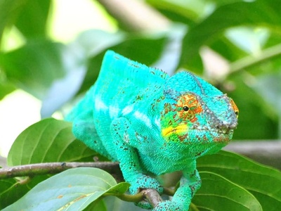 Panther Chameleon