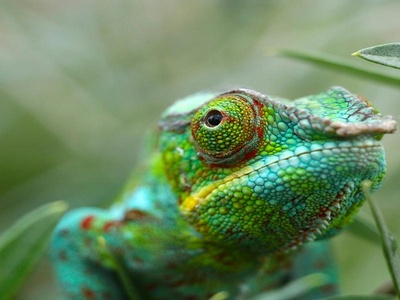Panther Chameleon