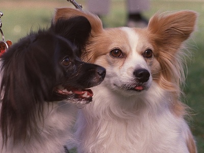 Papillon