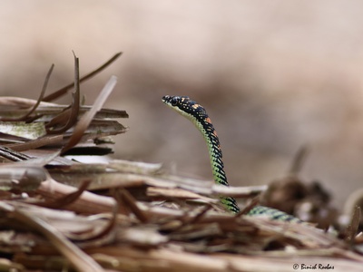 Paradise Flying Snake