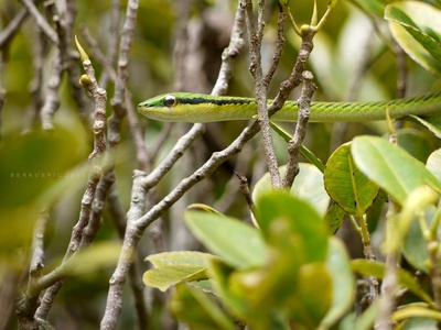 Parrot Snake