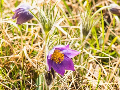 Pasque Flower