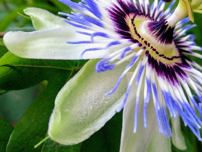 Passion Flower