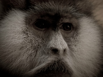 Patas Monkey