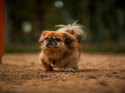 Pekingese