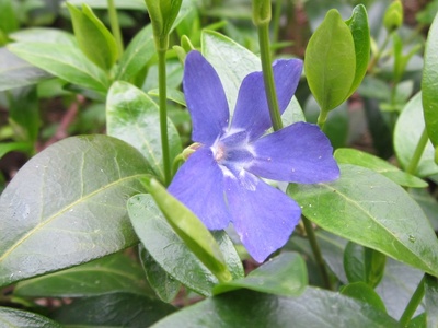 Periwinkle