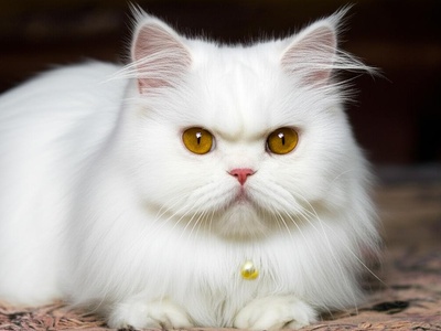 Persian