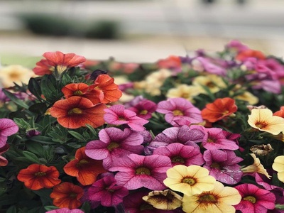 Petunia