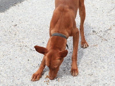Pharaoh Hound