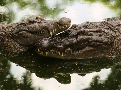 Philippine Crocodile
