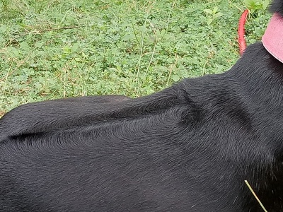 Phu Quoc Ridgeback
