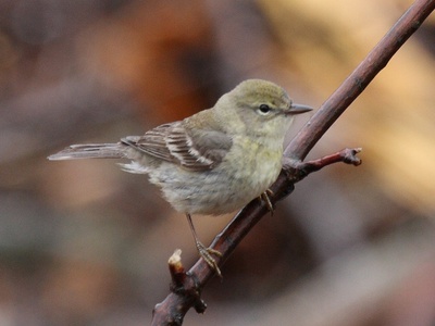 Pine Warbler
