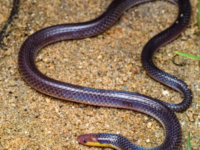 Pink-headed Reed Snake