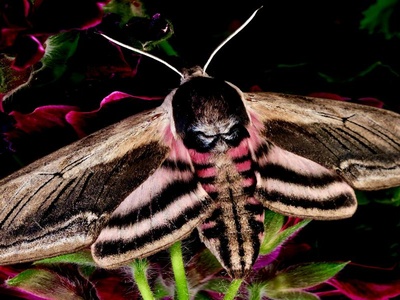 Pink-striped Oakworm Moth