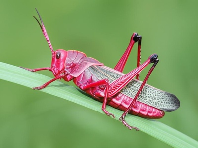 Pink Grasshopper