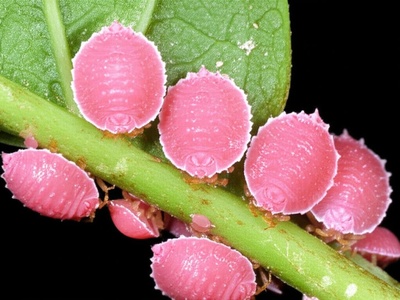 Pink Wax Scale