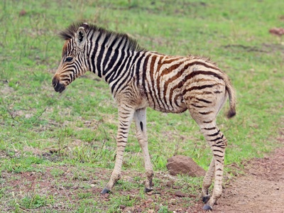 Plains Zebra