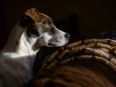 Pointer