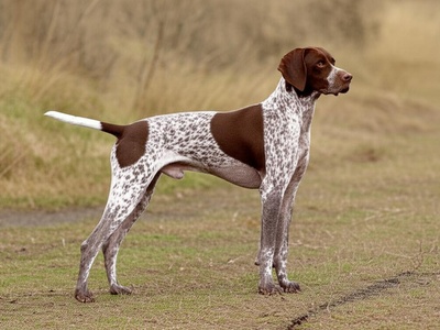 Pointer