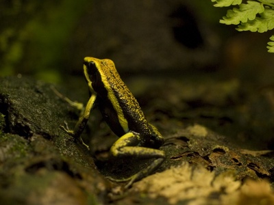 Poison Dart Frog