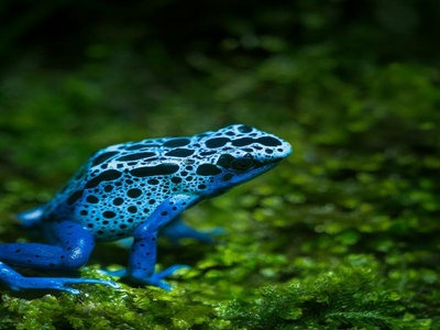 Poison Dart Frog