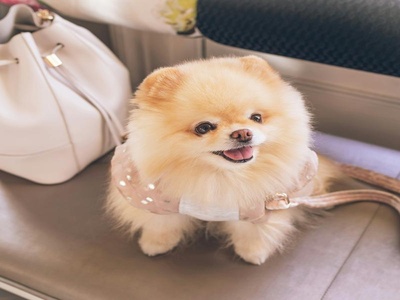 Pomeranian