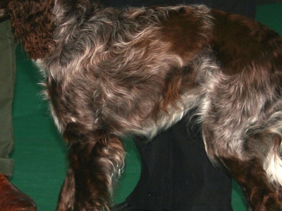 Pont-Audemer Spaniel