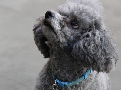 Poodle (Miniature)
