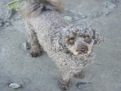 Poodle (Toy)